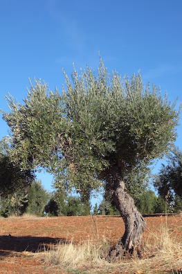 Olive Tree